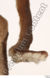 Asian golden cat Catopuma Temminckii tail 0005.jpg